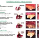 치유동물병원 이미지