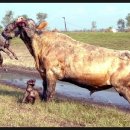 승리한우 이미지