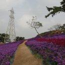 2023-09/30(토)신안1004의섬 퍼플섬(안좌-반월-박지도)아스타향기 여행 이미지