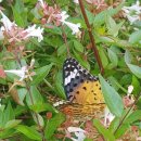 나비사주카페 이미지