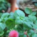 여우꼬리 이미지