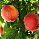 화수축산 이미지