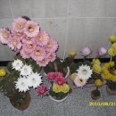 화려한 유혹-5차 선인장 꽃 꽃 꽃... 이미지
