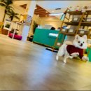 펌킨 펫하우스 청담 이미지