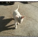 화룡농장 이미지