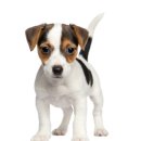 내방동물병원 이미지