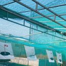 송림도화 이미지