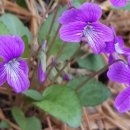 들꽃나라 이미지