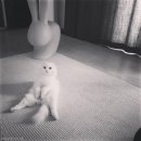 아띠 펫 이미지
