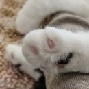 고양이 놀이터 이미지