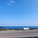 민경애견 이미지