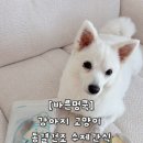 바른멍쿡 | 바른멍쿡 강아지수제간식 추천 휴먼그레이드 동결건조 트릿 급여 후기