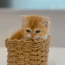 베베멍 강아지고양이분양 시흥본점 이미지