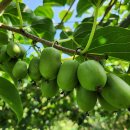 토종다래 이미지