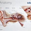 독일귀편한보청기 이미지