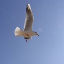 부산갈매기 이미지