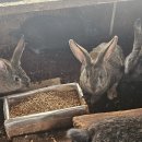 돼지토끼 이미지