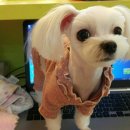 코소코소 꿍이네 이미지