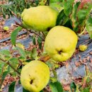 대영농원 이미지