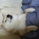 꿈나라 이미지