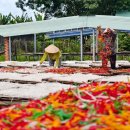 보노보 | 긴급속보 HIMS, 노보노보와 파국?! | 일본 직구 시장 6조 돌파 비결 大공개!**