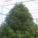 금송목재 이미지