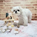 포포픽스 | [포포픽스] 버라이어티 팩