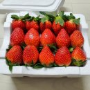 홍북읍 요덕마을회관 | 홍성 딸기맛집! 청년농부의 더레드 딸기농장 🍓