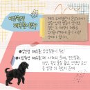 강아지 비심<b>원성</b> 폐수종에 대하여