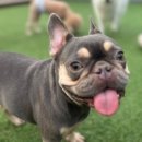 101애견유치원 이미지