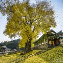 능주향교 은행나무 이미지