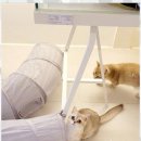 나비야 cat 이미지