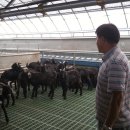 초평농장 이미지