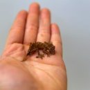 애니멀리움 이미지