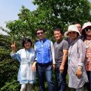 매실농장 이미지