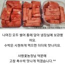 고창 수박(고창에서 출발) 6.7.8.9.10kg 판매 이미지