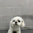 퍼피포유 이미지