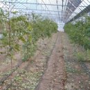 진들농장 이미지