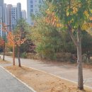 아침뜰근린공원 이미지