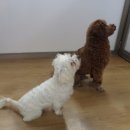 용현애견방 Daum카페