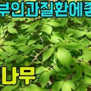 한국의 약용식물(회잎나무)-당뇨,부인과질환에좋은 산나물 조회수 1.2천회 3년 전 이미지