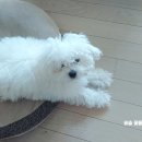 개깎쟁이 이미지