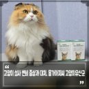 고양이 설사 변비 증상과 대처, 응가아저씨 고양이유산균 급여했어요