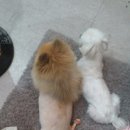 까가주개 이미지