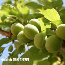 매실 이미지