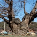 영풍 단촌리 느티나무 이미지