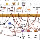 The influence of diet on anti-cancer immune responsiveness 이미지