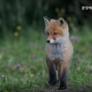 분당에덴동물병원 네이버블로그