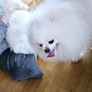 대림애견 이미지