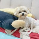 까리하개 이미지